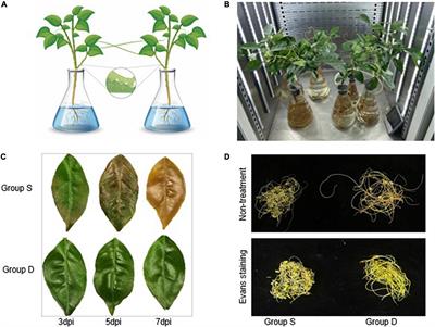 Dodder-transmitted mobile systemic signals activate a salt-stress response characterized by a transcriptome change in Citrus sinensis